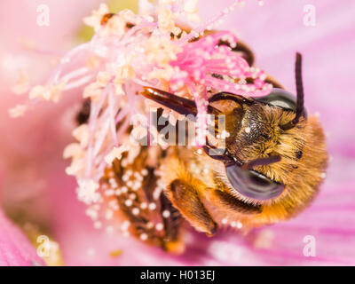 Eucera (Tetralonia macroglossa, Eucera macroglossa, Tetralonia malvae), Femme dans la fleur de musc-mallow (Malva moschata), Allemagne Banque D'Images