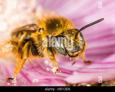 Eucera (Tetralonia macroglossa, Eucera macroglossa, Tetralonia malvae), Femme dans la fleur de musc-mallow (Malva moschata), Allemagne Banque D'Images