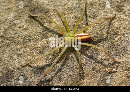 Green Spider Huntsman (Micrommata virescens), homme, Autriche Banque D'Images