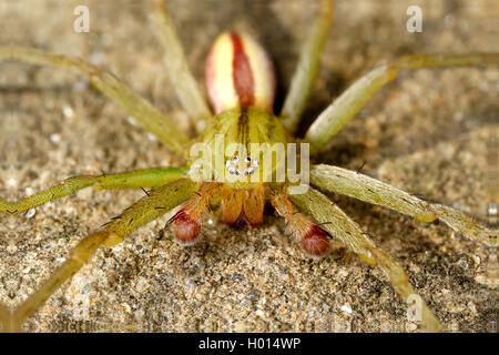 Green Spider Huntsman (Micrommata virescens), homme, Autriche Banque D'Images