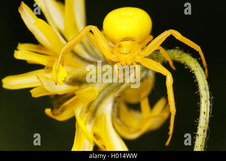 Houghton (Misumena vatia araignée crabe), Femme, Autriche Banque D'Images