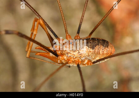 Harvestman commun (Phalangium opilio), homme, Autriche Banque D'Images