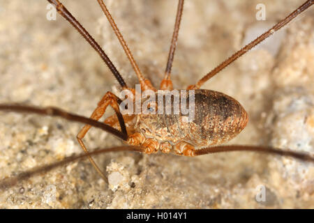 Harvestman commun (Phalangium opilio), Femme, Autriche Banque D'Images