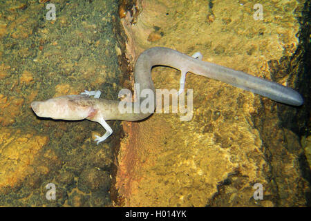 Olm (européenne) salamandre aveugle (Proteus anguinus), sous l'eau sur un rocher, vue de dessus, la Slovénie Banque D'Images