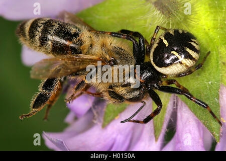 (Synema globosum ARAIGNÉE CRABE, Synaema globosum), Femme avec bee pris, Autriche Banque D'Images