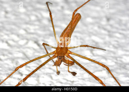 Les orb weaver plate (Tetragnathidae), sur fond blanc, Autriche Banque D'Images