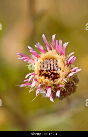 Fleabane amer, Bleu (vergerette Erigeron acris, Erigeron acer), l'inflorescence, Allemagne Banque D'Images