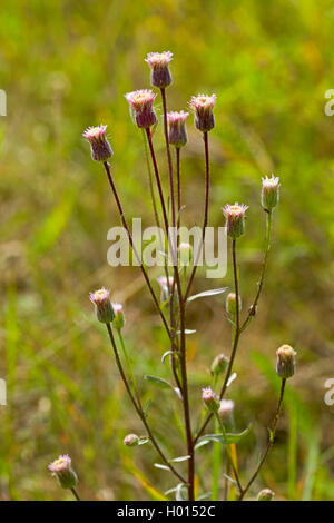 Fleabane amer, Bleu (vergerette Erigeron acris, Erigeron acer), blooming, Allemagne Banque D'Images