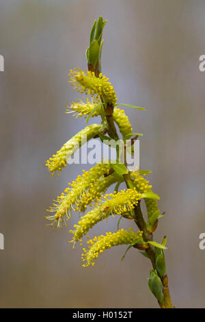 Le saule blanc (Salix alba), Direction générale de la floraison, Allemagne Banque D'Images