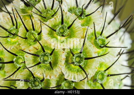 Petit scabious, moindre scabious (Scabiosa columbaria), fruits, Allemagne Banque D'Images