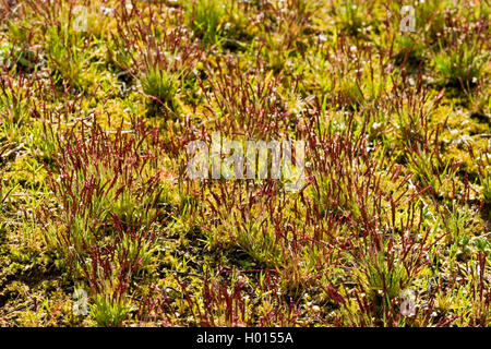 Mibora verna, début de l'sandgrass (Mibora minima, Agrostis minima, Chamagrostis Chamagrostis minima, Verna, Mibora verna), blooming, Allemagne Banque D'Images