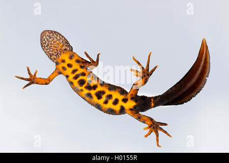 Triton crêté alpin, l'Italien warty newt (Triturus carnifex), homme, dessous, Autriche Banque D'Images