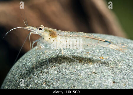 Crevettes Amano (Caridina multidentata), sur une pierre Banque D'Images