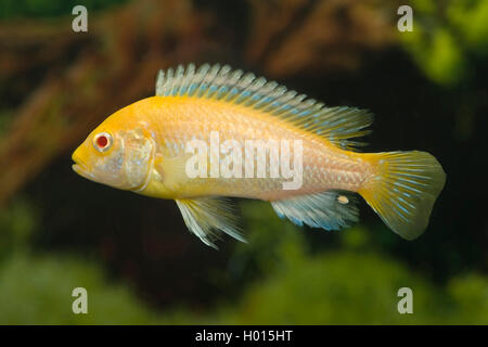 Yeux rouges Labidochromis caeruleus Labidochromis (yeux rouges), Yeux rouges Banque D'Images