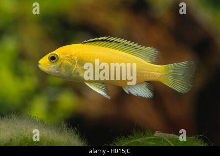 Zèbre Rouge zèbre de Grant, Esther, Malawi, Cichlide Maylandia estherae (Malawi-Cichlid Aurora, Pseudotropheus estherae, Metriaclima estherae), citron Banque D'Images