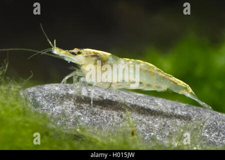 Crevette cerise (Neocaridina Neocaridina heteropoda, davidi), jaune Banque D'Images