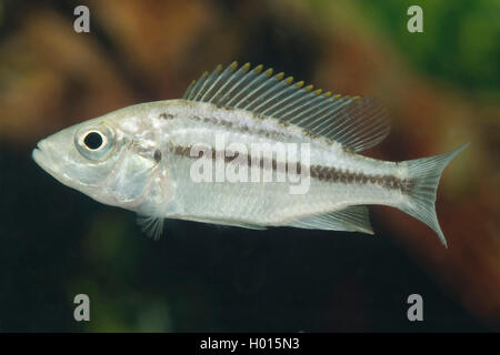 Rainbow Haplochromis (Protomelas similis), natation Banque D'Images