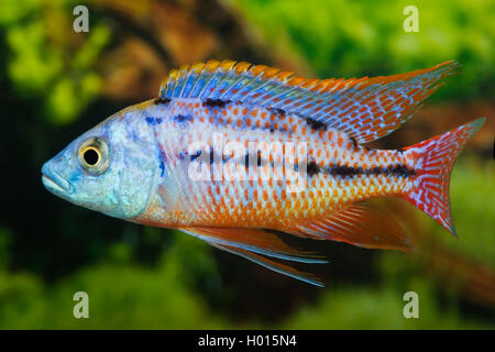 Taniolata (Protomelas taeniolatus Haplochromis), natation Banque D'Images