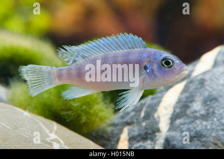Lombardo (cichlidés Pseudotropheus lombardoi Maylandia lombardoi Pseudotropheus,, liliancinius), natation Banque D'Images