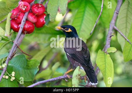 (Acridotheres tristis Mynah commun), est assis sur une branche sur un arbre, Seychelles Banque D'Images