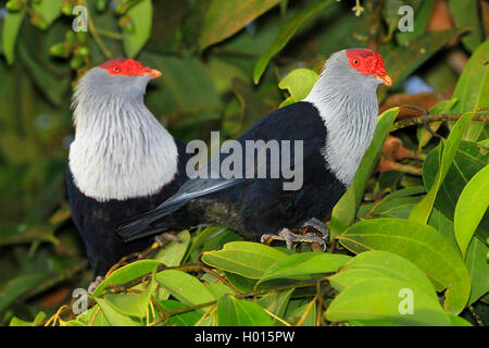 Seychelles pigeon bleu (Alectroenas pulcherrima), deux Seychelles blue pigeons sur une branche sur un arbre, Seychelles Banque D'Images