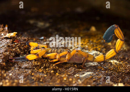 Scorpion de l'écorce (Centruroides limbatus), portrait en pied, vue de côté, le Costa Rica Banque D'Images