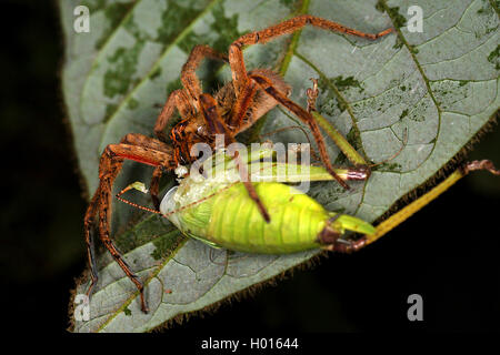 L'errance spider, araignée Cupiennius Banane (getazi), avec les proies sur une feuille, l'alimentation d'une araignée sauterelle, Costa Rica Banque D'Images