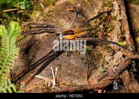 L'errance spider, araignée Cupiennius Banane (getazi), homme, vue de dessus, le Costa Rica Banque D'Images