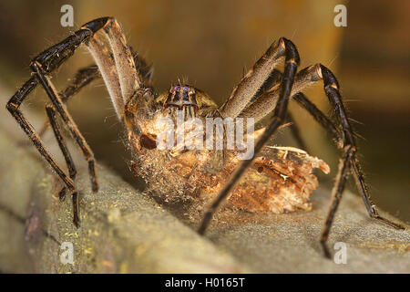 L'errance spider, araignée Cupiennius Banane (getazi), vue de face, Close up, Costa Rica Banque D'Images