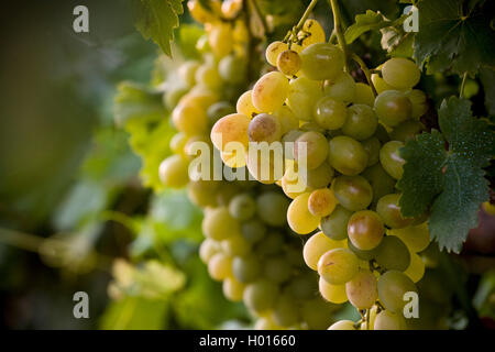 Bouquets de Waltham Cross grappes suspendues sur vigne dans le jardin d'accueil. Banque D'Images