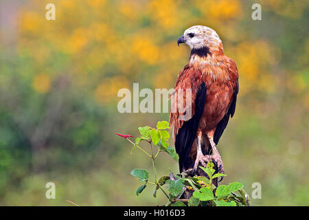 Black-(Busarellus nigricollis), sur un arbre snag, Costa Rica Banque D'Images