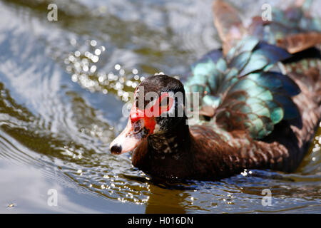 Le canard de Barbarie (Cairina moschata), natation, Costa Rica Banque D'Images