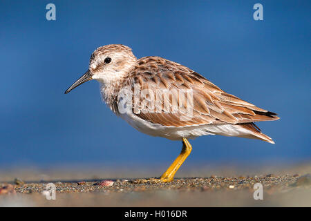 Le bécasseau minuscule (Calidris minutilla), se dresse sur la plage, Costa Rica Banque D'Images