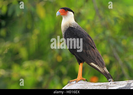 Le nord de Caracara huppé (Caracara cheriway), se dresse sur une pierre, le Costa Rica Banque D'Images