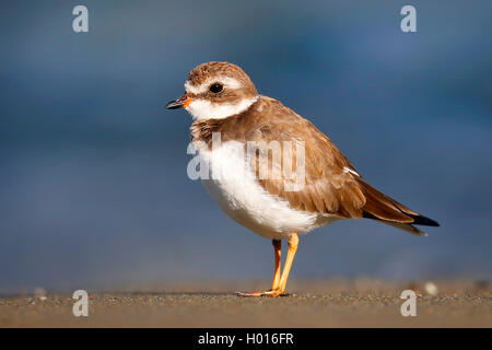 Pluvier semipalmé (Charadrius semipalmatus), sur la plage, Costa Rica Banque D'Images