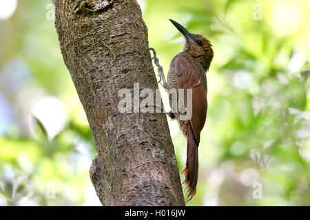 Northern Barred grimpar nasican (Dendrocolaptes sanctithomae), à un tronc d'arbre, Costa Rica Banque D'Images