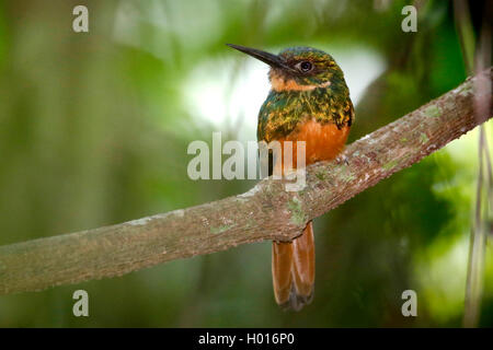 Jacamar à queue roux (Galbula ruficauda), femme est assise sur une branche, le Costa Rica Banque D'Images