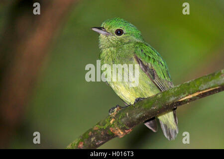 Manakin à couronne bleue (Lepidothrix coronata), femme est assise sur une branche, le Costa Rica Banque D'Images