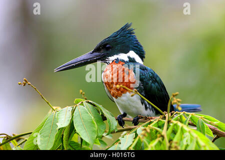 Ringed Kingfisher (Megaceryle torquata), l'homme est assis sur une branche, le Costa Rica Banque D'Images