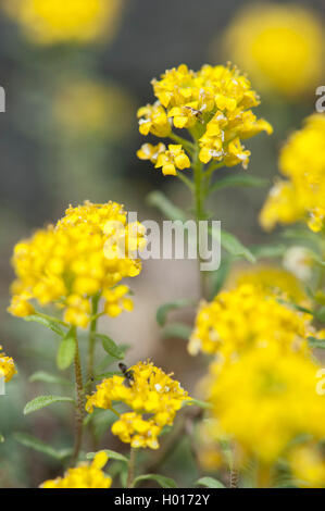 Alison, Alpine Alpine (alyssum Alyssum alpestre), blooming Banque D'Images