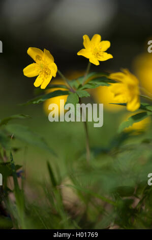 Anémone jaune, jaune anémone des bois, anémone renoncule (Anemone ranunculoides), blooming, Allemagne Banque D'Images