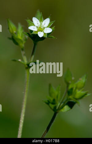 La sabline à feuilles de thym, feuilles sandwort Arenaria serpyllifolia sabline (), blooming, Allemagne Banque D'Images