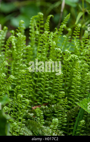 Asplenium viride spleenwort (vert), l'Autriche Banque D'Images