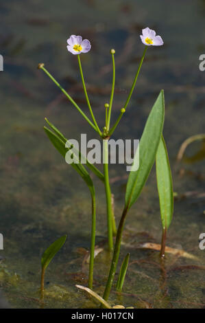 Moindre renoncule (Baldellia ranunculoides), blooming, Allemagne Banque D'Images