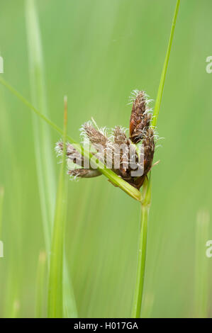 Sea Club-rush, saltmarsh (Bolboschoenus maritimus), inflorescence, Allemagne Banque D'Images