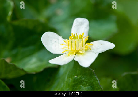 Le populage des marais (Caltha palustris var. alba, Caltha palustris 'Alba', Caltha palustris Alba), fleurs, Allemagne Banque D'Images