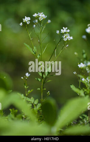 Grand-amer (cresson Cardamine amara), blooming, Allemagne Banque D'Images