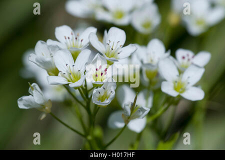 Grand-amer (cresson Cardamine amara), fleurs, Allemagne Banque D'Images