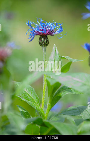 Star-montagnarde, chardon, la centaurée bleuet vivace la montagne, Mountain bleuet, baccalauréat, bouton, Mountain (centaurea montana) Bluet, blooming, Allemagne Banque D'Images