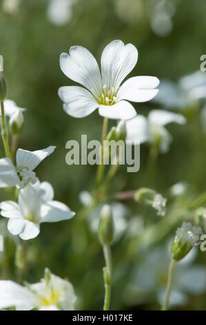 La souris Alpine Alpine-auriculaire, le mouron des oiseaux (Cerastium alpinum), fleurs, Allemagne Banque D'Images